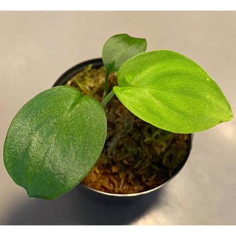 Homalomena sp. from Sekadau