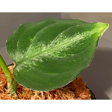 Aglaonema pictum tricolor DFS from Sumatera Barat [AZ0912-1]