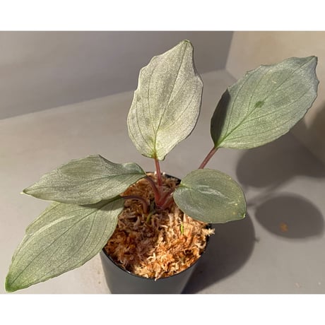 Homalomena sp. "Pink Velvet" from Kepulauan Riau [KN]