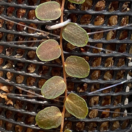 Marcgravia sp. "Bronze"