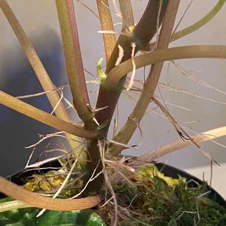 Peperomia meridiana from Ecuador [tanakay]