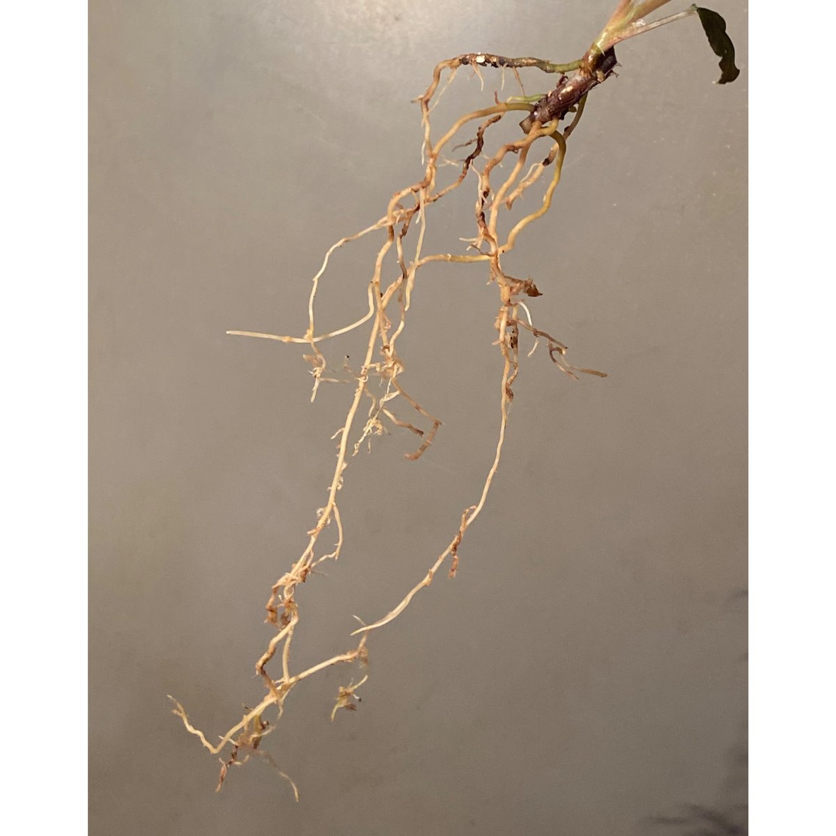 HW本タグ付き) Homalomena sp. 