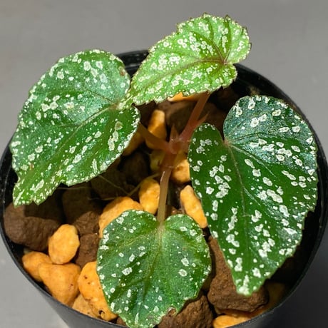 Begonia handelii var. prostrata from Viet Nam