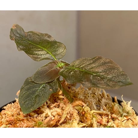 Ophiorrhiza sp. from Papua Barat[LA0319-01]