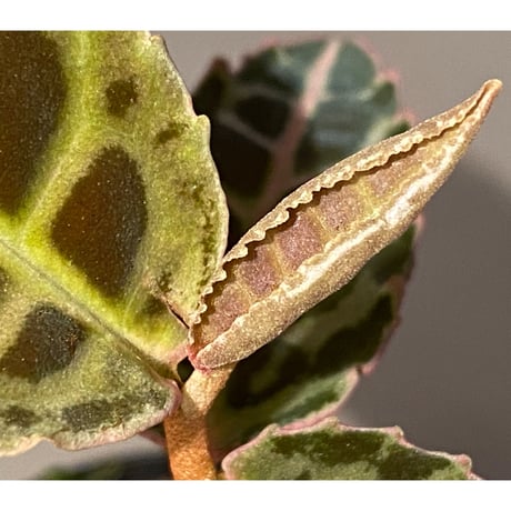 Emblemantha urnulata (Labisia sp.) from Riau sumatera [LA0815-01]