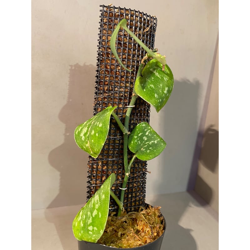 Scindapsus 'Snake Scale' | M・R・G・R Scindapsus 'Snake Scale' | M・R・G・R