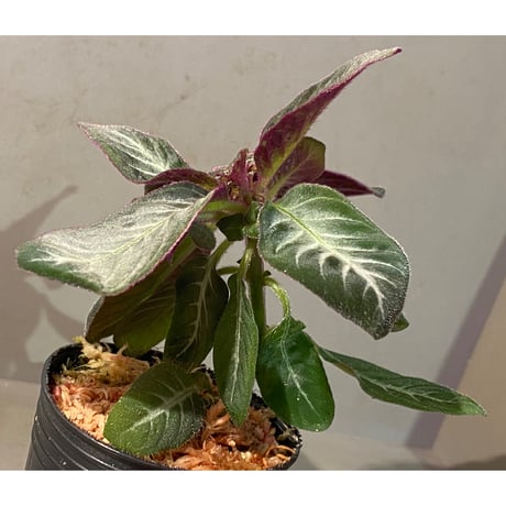 Codonoboea cf. pumilla from Riau sumatera [LA1119-02]