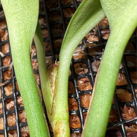 Rhaphidophora sp. from Trat Thailand