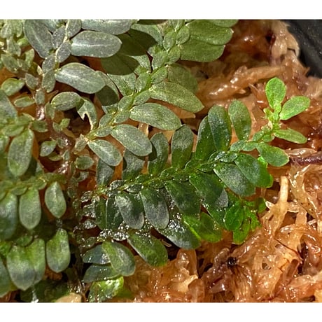 Selaginella picta