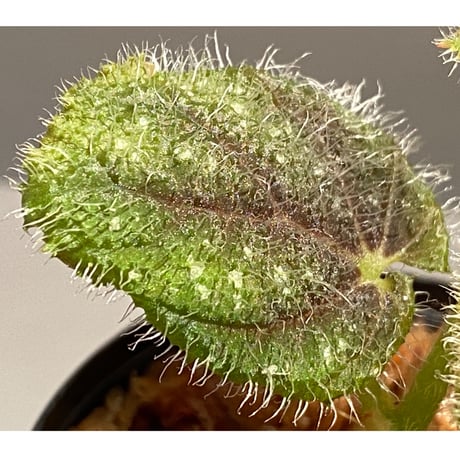 Begonia conipila from Borneo