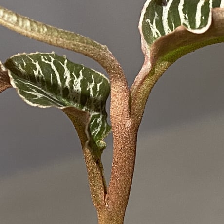 Ardisia sp. from Perlis Malaysia