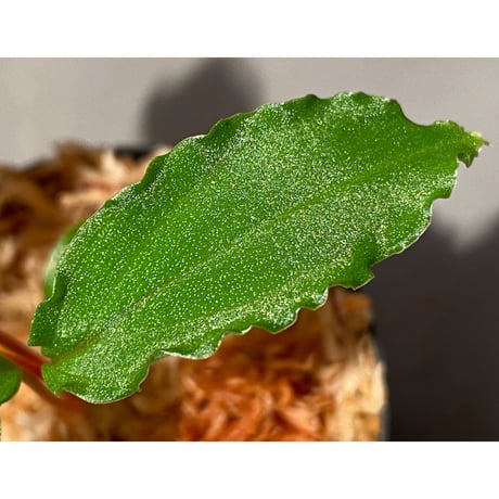 Homalomena sp. from Riau sumatera [LA0815-01]