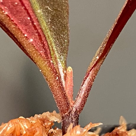 Medinilla sp. from Irian Jaya Papua