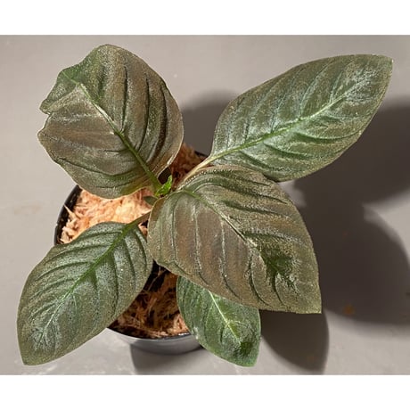 Ophiorrhiza sp. from Papua Barat[LA0319-01]