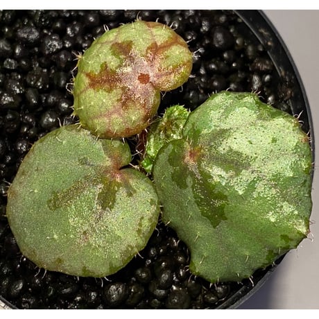 Begonia sp. from Lang Son [YH030519] TK