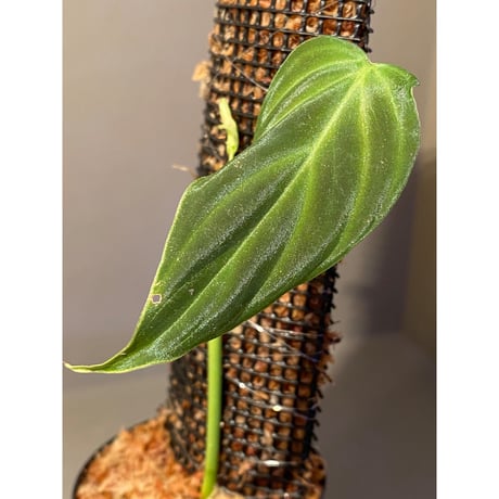 Philodendron melanochrysum