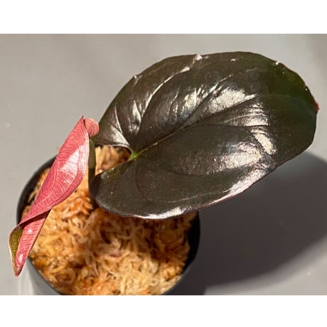 Syngonium sp. from Choco Colombia [tanakay]