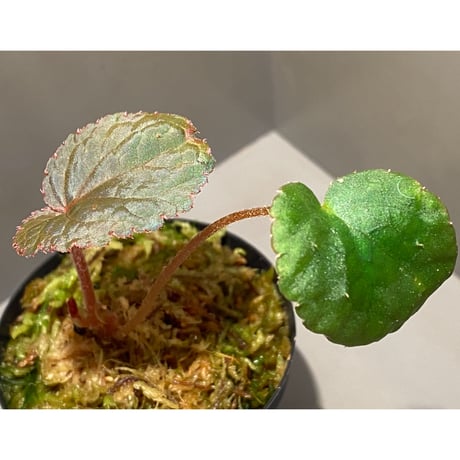 Begonia sp. from Bac Kan [YH1117] TK