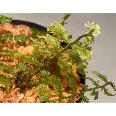 Moss(Thudium?) sp. from Aceh sumatera ①