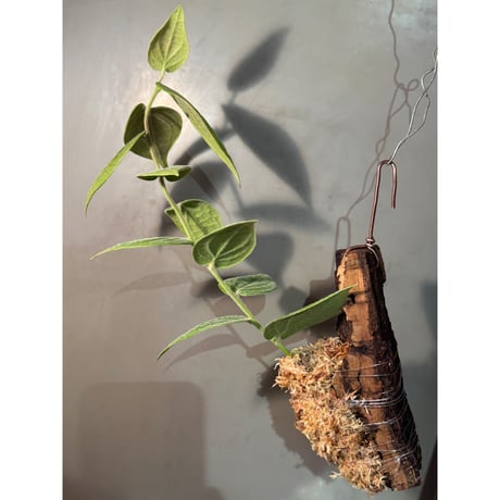 Ceratostema lanigerum