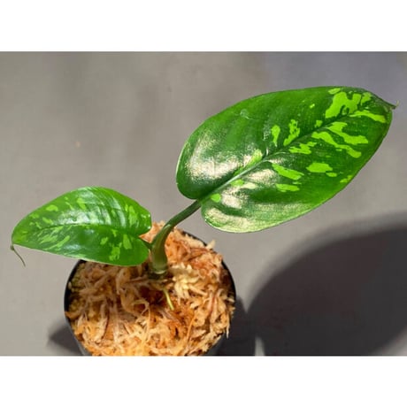 Schismatoglottis sp. from Kapuas hulu Kalimantan barat
