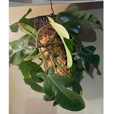 Philodendron squamiferum ②