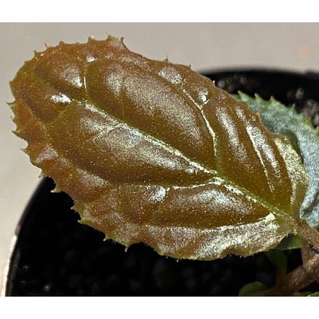 Ardisia sp. (実生) from Bengkulu [LA0315-1]