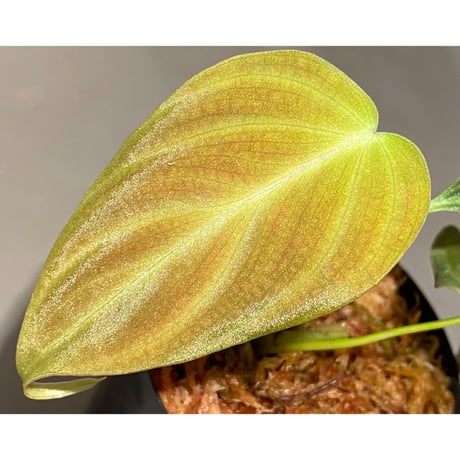 Philodendron melanochrysum ①
