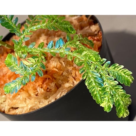 Selaginella willdenowii "variegata" 伊藤蟻植物農園 ②