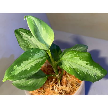 Aglaonema pictum "コメットテール" DB1410 from Sumatra barat [TB]
