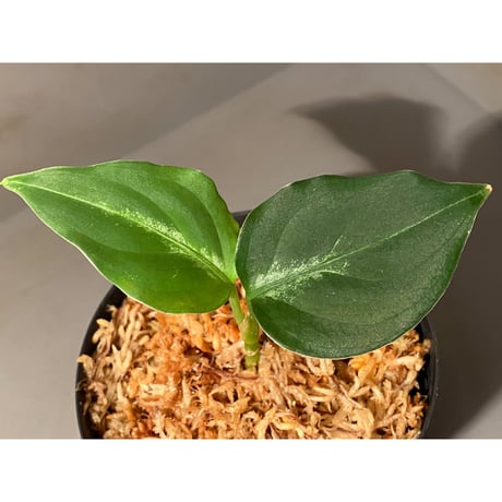 Aglaonema pictum "@ichinbo Special" from Sibolga timur [AZ0215-5] ver2 ②