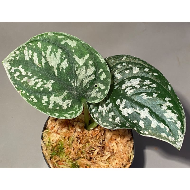 Scindapsus pictus 