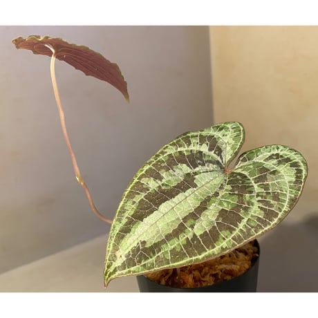 Dioscorea dodecaneura (discolor) from Ecuador