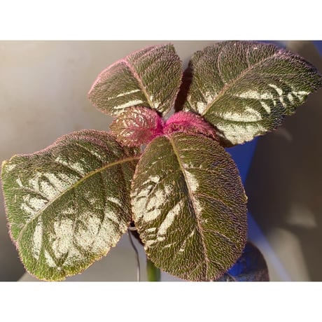 (大株) Unknown from Iquitos Peru [tanakay]