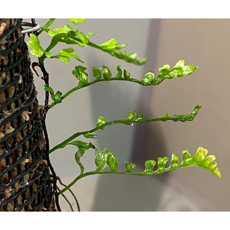 Teratophyllum aculeatum from Nanga pinoh [TB] |