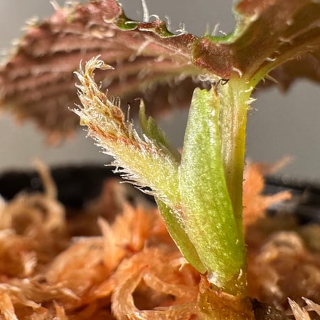 Begonia sp. from Kapuas hulu