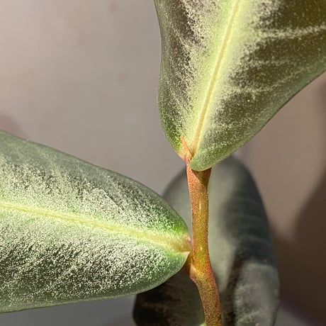 (大株) Ardisia malauiana from Kalimantan barat