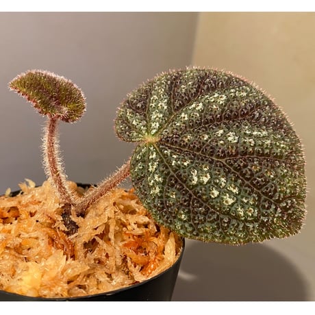 Begonia kui from Viet Nam