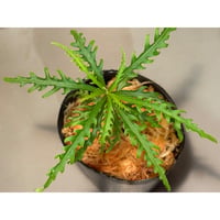 Labisia sp. from Jambi sumatera