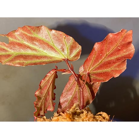 Begonia sp. "Crazy pink" from Lampung sumatera [LA1118-03]