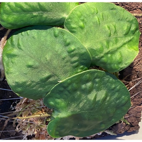 Rhaphidophora sp. from Negros