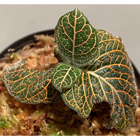 Argostemma neurocalyx from Riau sumatera [LA0815-02]