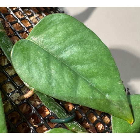 Philodendron sp. from Venezuela [tanakay]