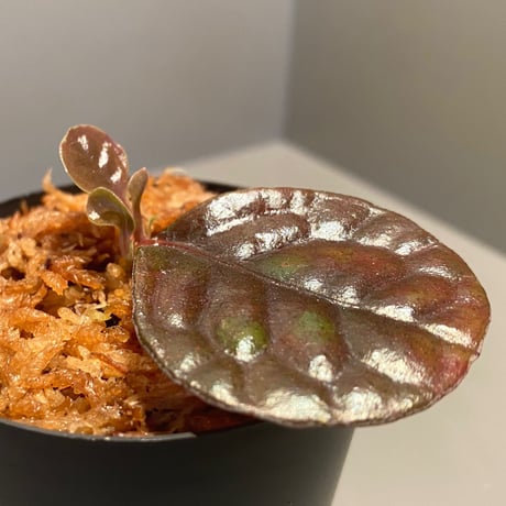 Ardisia sp. from Kayulapis [TB]