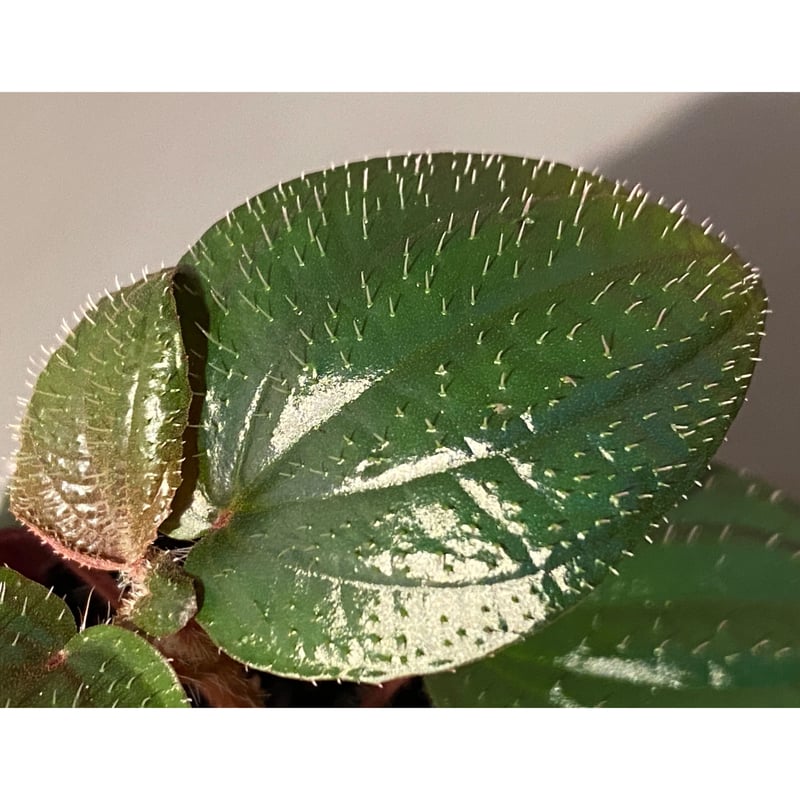 Phyllagathis rotundifolia [STRINGE PLANTS] | M・