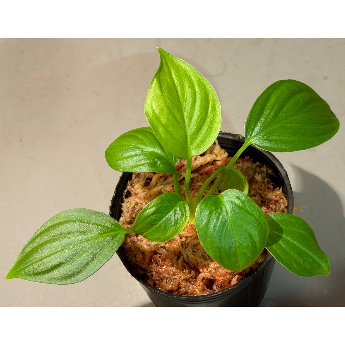 Homalomena sp. Homalomena sp.