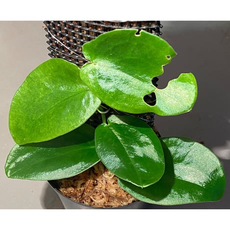 Rhaphidophora sp. "Kayulapis" Kalimantan barat [TB]