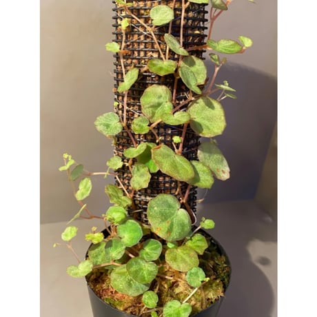 Begonia lichenora (sp.Mini) from Kalimantan Sarawak border [LA]