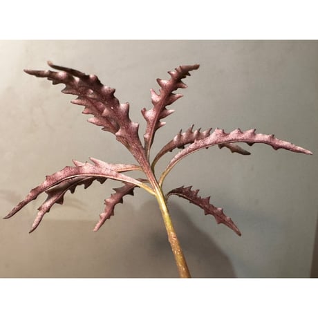 Labisia sp. from Jambi Sumatera