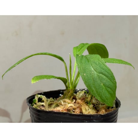 Homalomena asperifolia "Sumatra barat" [TB]